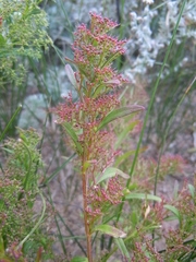 Teloxys aristata
