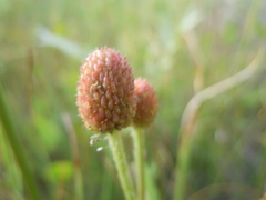 Halerpestes sarmentosa