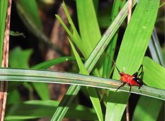 Conocephalus melaenus