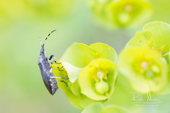 Dicranocephalus medius