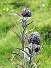 Cynoglossum magellense