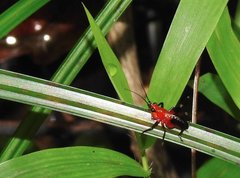Conocephalus melaenus