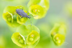 Dicranocephalus medius