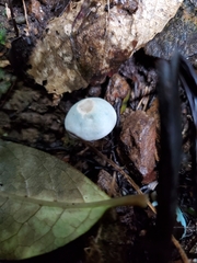 Camarophyllus patinicolor