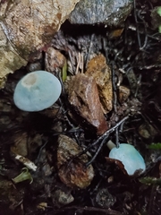 Camarophyllus patinicolor