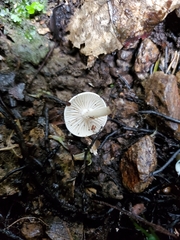 Camarophyllus patinicolor