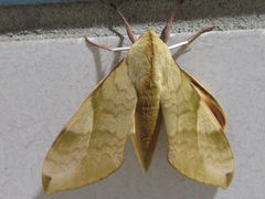 Clanis bilineata
