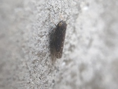 Deltocephalini