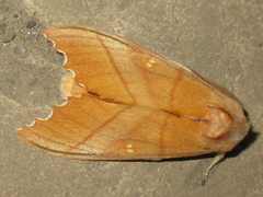 Euhampsonia cristata