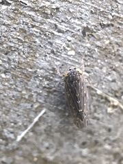Deltocephalini