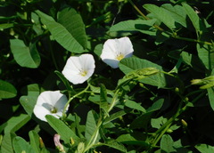Convolvulus arvensis