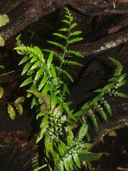 Asplenium lyallii
