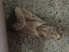 Nyctegretis triangulella