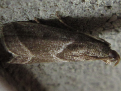 Nyctegretis triangulella