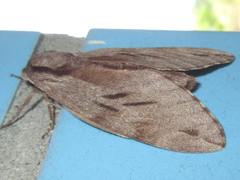 Sphinx morio arestus