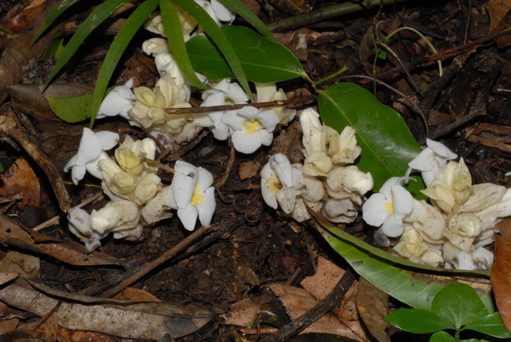 Harveya comorensis