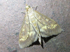 Ostrinia scapulalis