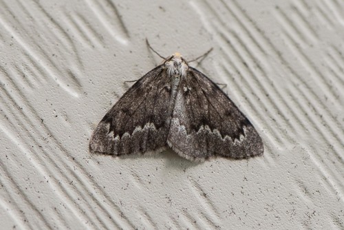 False Hemlock Looper Moth