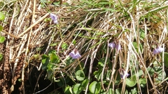 Soldanella