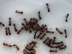 Tetramorium caespitum