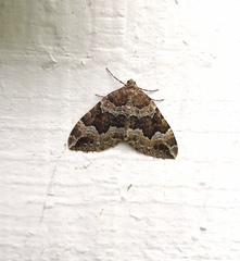 Lampropteryx suffumata