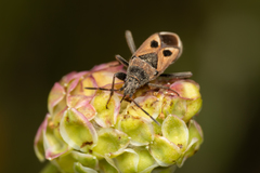 Lasiocoris anomalus