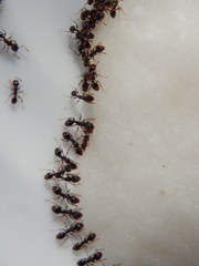 Tetramorium caespitum