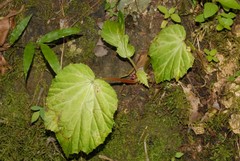Begonia anjuanensis image