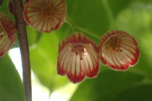 Enkianthus campanulatus iNat (3)