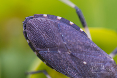 Dicranocephalus medius