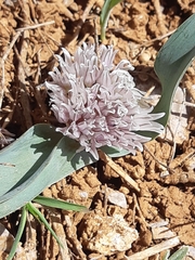 Allium libani