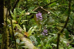 Calanthe sylvatica image