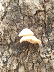 Lentinellus pulvinulus