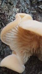 Lentinellus pulvinulus