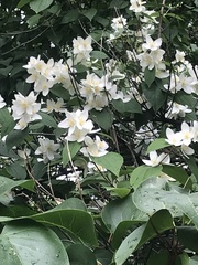 Philadelphus