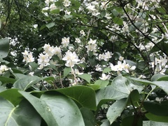 Philadelphus