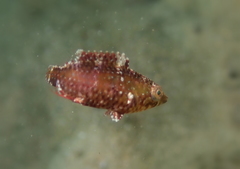 Pteragogus enneacanthus