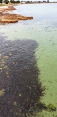 Posidonia australis