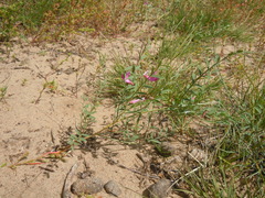 Corethrodendron fruticosum