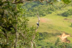 Alectroenas sganzini