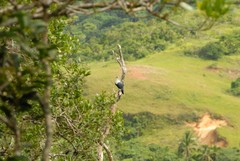 Alectroenas sganzini