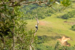 Alectroenas sganzini