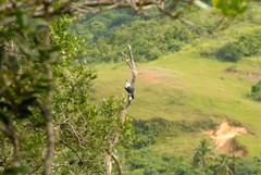 Alectroenas sganzini