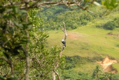 Alectroenas sganzini