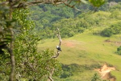 Alectroenas sganzini