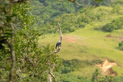 Alectroenas sganzini