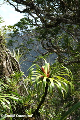 Freycinetia