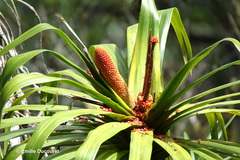 Freycinetia