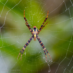 Argiope aemula