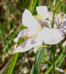 Calopogon oklahomensis